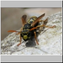 Polistes dominula - Haus-Feldwespe w05.jpg